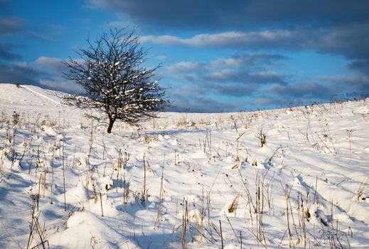 nature seasonal background lonely bush on a snowy meadow