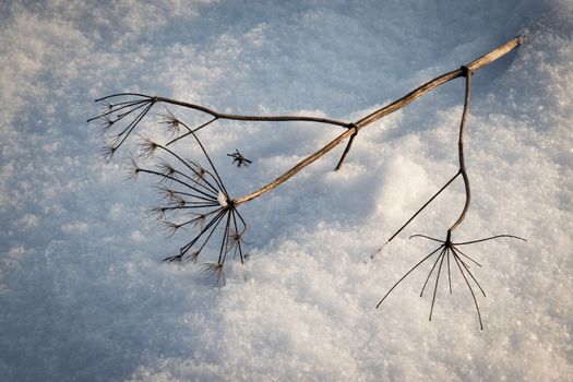 nature seasonal background A fallen dry plant on the snow