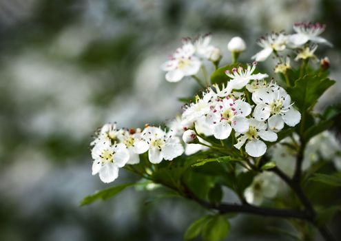 spring nature background white flowers of hawthorn