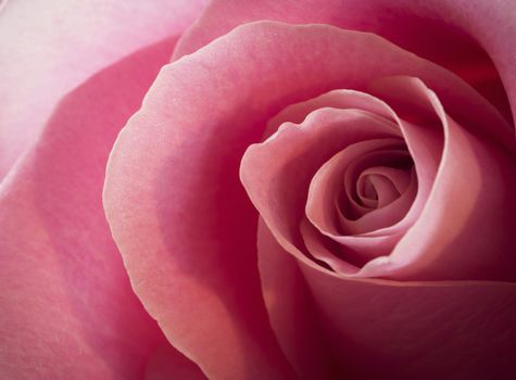 abstract nature background detail of a pink rose flower