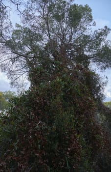 Tree covered with vegetation and blue sky, ivy, abundant vegetation