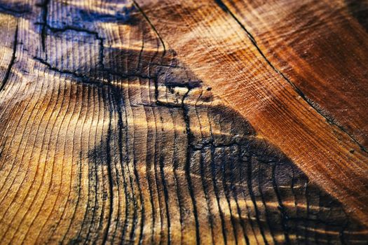 background abstract structure of lacquered spruce wood