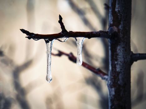 winter nature background Tree branch with frozen drops