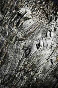 abstract background or texture Old weathered gray wood
