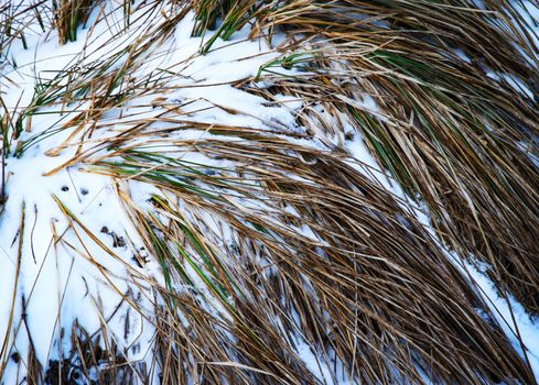 abstract nature background snowy clump of dry grass