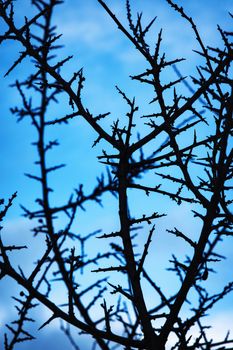 abstract background blackthorn twig against the light