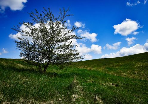 landscape seasonal background bush on the spring meadow