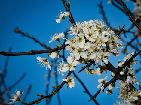 Spring white blooms of the thorns with a blue sky background