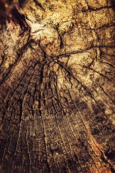 abstract nature detail background retro effect on a wood stump