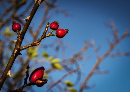 nature background Autumn background with red rosehip