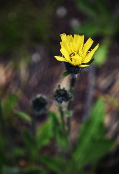 nature background yellow flower on a dark background