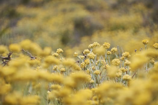 Set of yellow flowers, meadow full of color, selective blur