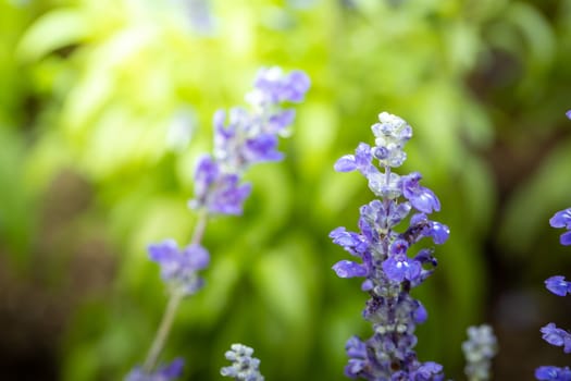 The background image of the colorful flowers, background nature