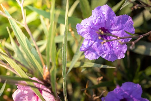 The background image of the colorful flowers, background nature
