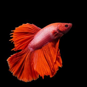 Male Halfmoon Betta on black background.  Siamese fighting fish is the freshwater fish with beautiful fins and color 