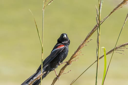 A male Long-tailed Widowbird, Euplectes progne, in breeding colours at Golden Gate