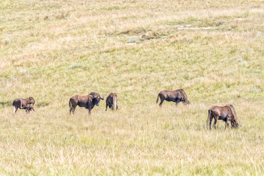 Black wildebeest, Connochaetes gnou, grazing in a grass field in Golden Gate