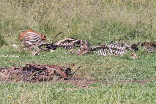 View from the vulture hide at Golden Gate. Several animal carcasses are visible