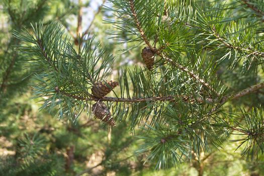 Pine buds and cones in the spring. Young pine cone.