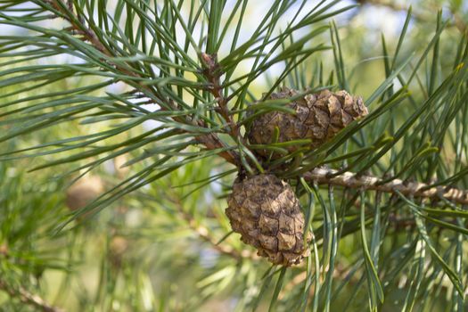 Pine cone on a branch. Young green closed pine cone on a pine tree in the wild nature in the forest. Organic medicine