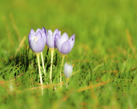 Close up of white crocus flowers in the grass during springtime