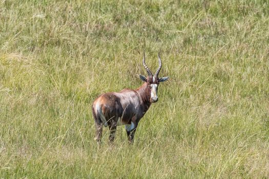 A blesbok, Damaliscus pygargus phillipsi, in a grass field, looking at the camera, at Golden Gate