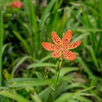 The close up of beautiful blackberry lily flower in garden.