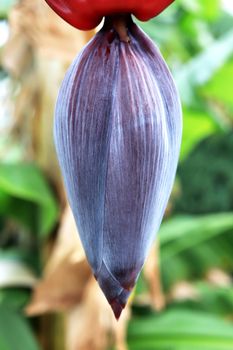 Banana exotic fruit fetus bunch.