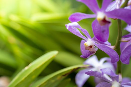Beautiful blooming orchids in forest, On the bright sunshine