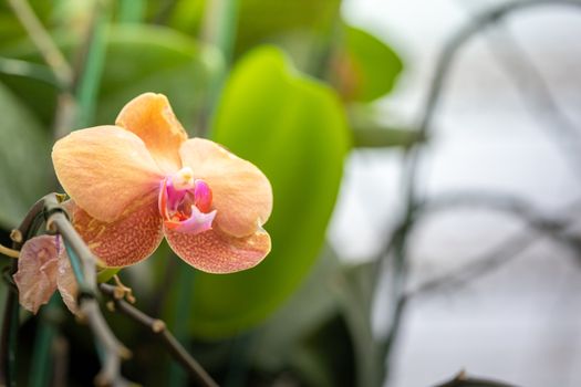 Beautiful blooming orchids in forest, On the bright sunshine