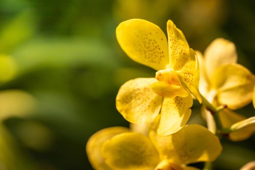 Beautiful blooming orchids in forest, On the bright sunshine