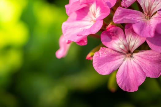 The background image of the colorful flowers, background nature