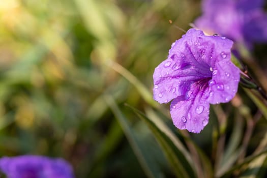 The background image of the colorful flowers, background nature