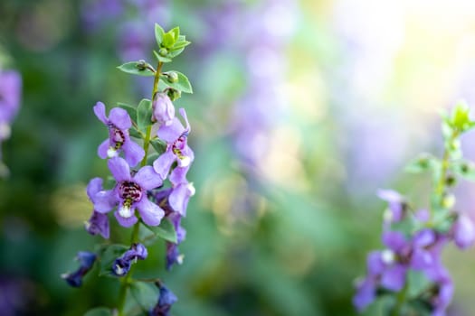The background image of the colorful flowers, background nature