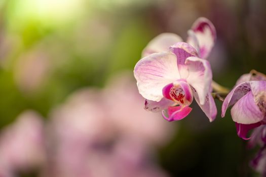 Beautiful blooming orchids in forest, On the bright sunshine