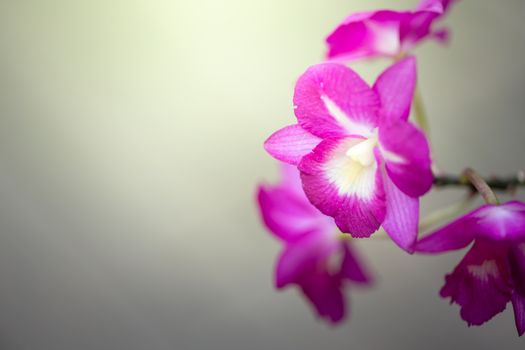 Beautiful blooming orchids in forest, On the bright sunshine