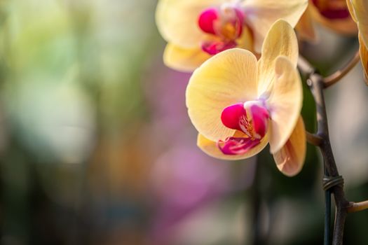 Beautiful blooming orchids in forest, On the bright sunshine