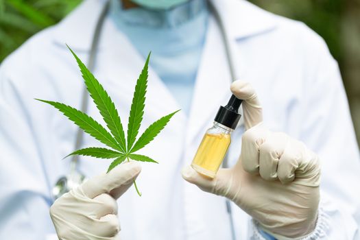 hemp oil and cannabis leaves placed in the hands of a doctor or researcher, background with stethoscope, medical concepts, alternative medicine, cbd oil, the pharmaceutical and therapeutic industries.