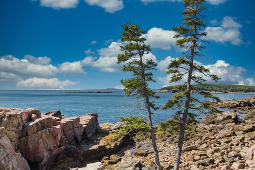 Two pine trees growing in rocky beach of Acadia National Forest near Bar Harbor, Maine