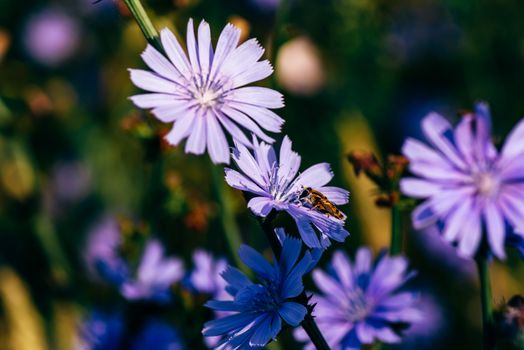 Bee collects the nectar from the flowers of common chicory