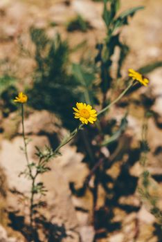 Wild yellow daisy flowers on the cliff