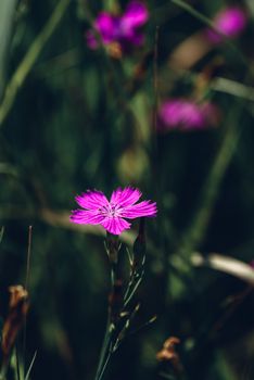 Flower of pink dianthus on the meadow