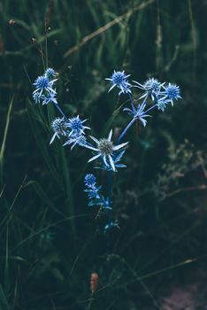 Wild flowers of blue eryngium on meadow