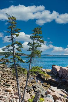 Two pine trees growing in rocky beach of Acadia National Forest near Bar Harbor, Maine