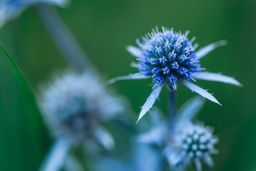 Wild flowers of blue eryngium on meadow