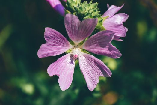 Wild flower of pink field geranium. Close up