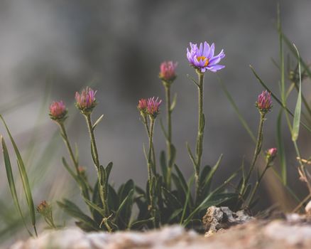 Purple flower on rock. Selective focus. Toned