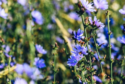 Bee collects the nectar from the flowers of common chicory