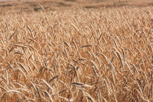 Background of the wheat field. Selective focus