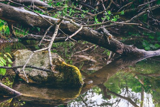 Sunlight on mossy stone in forest brook